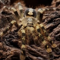 Poecilotheria subfusca 'Lowland'