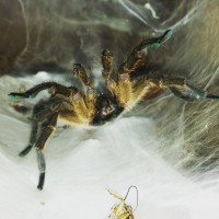 MM H. pulchripes