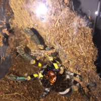 P.regalis eating roach.