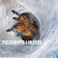 Harpactira pulchripes