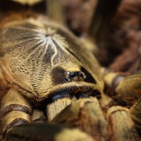 Poecilotheria subfusca "lowland"