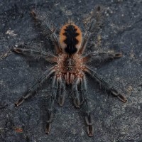 Psalmopoeus ecclesiasticus