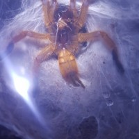 OBT 2.5inches++ M or F?