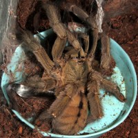 On the Hunt (♀ Psalmopoeus cambridgei 5.5") [3/3]