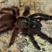 Psalmopoeus victori