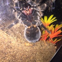 P. Cancerides sexing help