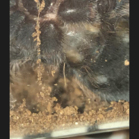 Brachypelma Albopilosum (Hobby)