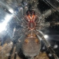 Grammostola Pulchra