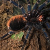 Chromatopelma cyaneopubescens [ventral sexing]