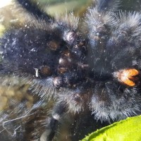 A. Avicularia Sexing - Female?