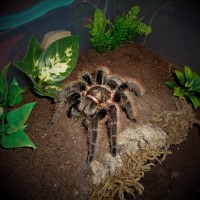 0.1 Brachypelma albopilosum (Honduras)