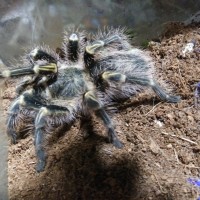 Grammostola pulchripes