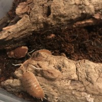 Porcellio Magnificus