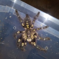 Poecilotheria subfusca Highland