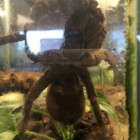 Theraphosa