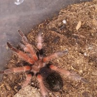 B. boehmei or baumgarteni, etc?