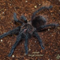 Juvenile Pamphobeteus sp. ‘machala’