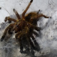 Tarantula id