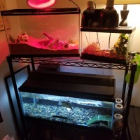 Our new happy tanks
