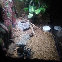 Brachypelma Vagans set up