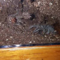 Freshly molted brachypelma albopilosum sling.