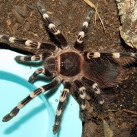 Reunited (♂ Acanthoscurria geniculata 4")