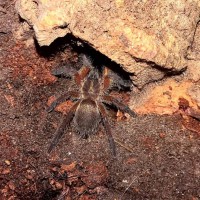 Harpactira Pulchripes