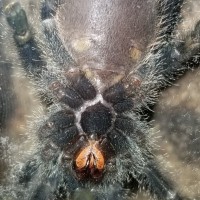 Avicularia Juruensis 2"