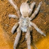 Chilobrachys huahini ???