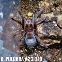 Grammostola Pulchra