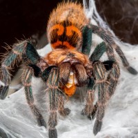 Chromatopelma cyaneopubescens sling