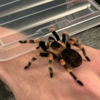 Smithi