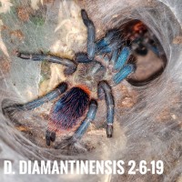 D. Diamantinensis