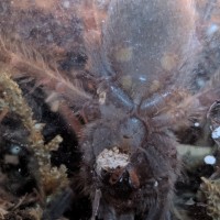 N.Tripepii 1