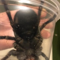 2"+ Pamphobeteus ultramarinus [ventral sexing]