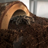 B. albopilosum's new home