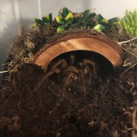 T. stirmi (Antheia) standing guard