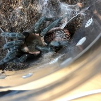 B. vagans freshly molted