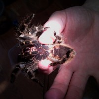 Male Grammostola pulchripes