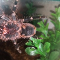 Grammostola pulchripes [2/2]