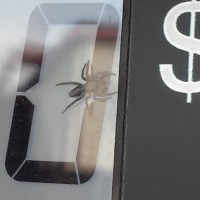 smart spider