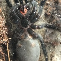 Sex? P. irminia