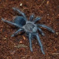 0.0.1 Phormictopus sp. ‘blue’