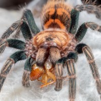 Chromatopelma cyaneopubescens sling