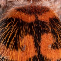 Chromatopelma cyaneopubescens sling