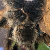 A. Avicularia