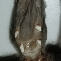 Grammostola pulchra molt