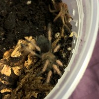 Sparky just molted (Unsexed 1 1/4" B. boehmei)