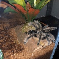 Harry being a flower (Unsexed 3" B. albopilosum)