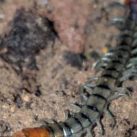 Israeli Centipede